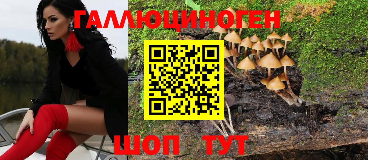 Псилоцибиновые грибы Psilocybine cubensis  Вход с VPN  Луга 